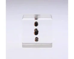 Hot MIYA Company Sola Cube Balloon Plant