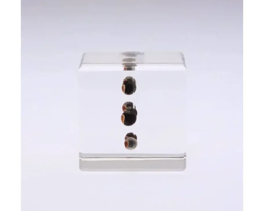 Hot MIYA Company Sola Cube Balloon Plant