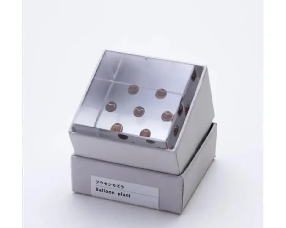 Hot MIYA Company Sola Cube Balloon Plant