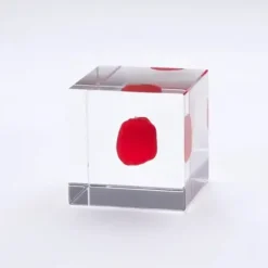 Discount MIYA Company Sola Cube Huayruro Seed